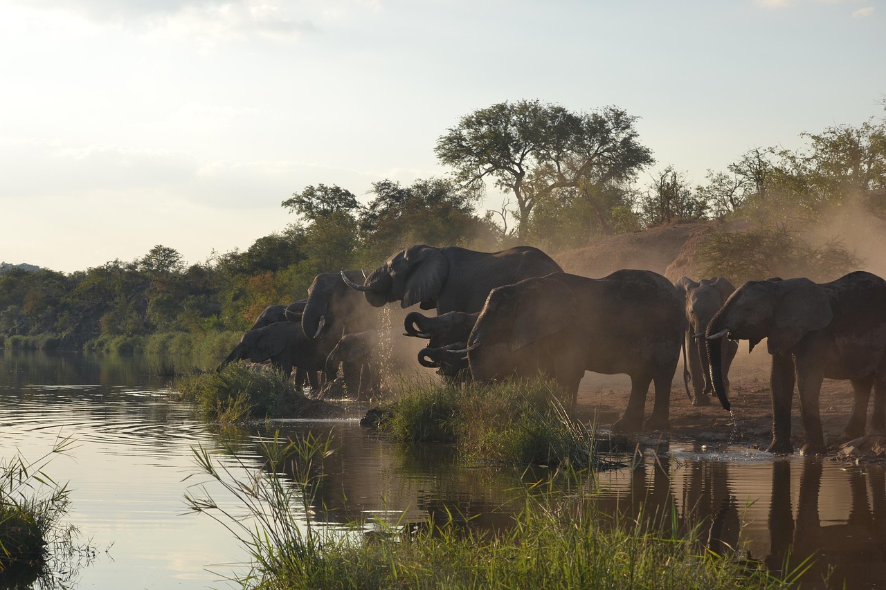 wildlife, elephant, kruger park, kruger park, kruger park, kruger park, kruger park, kruger park