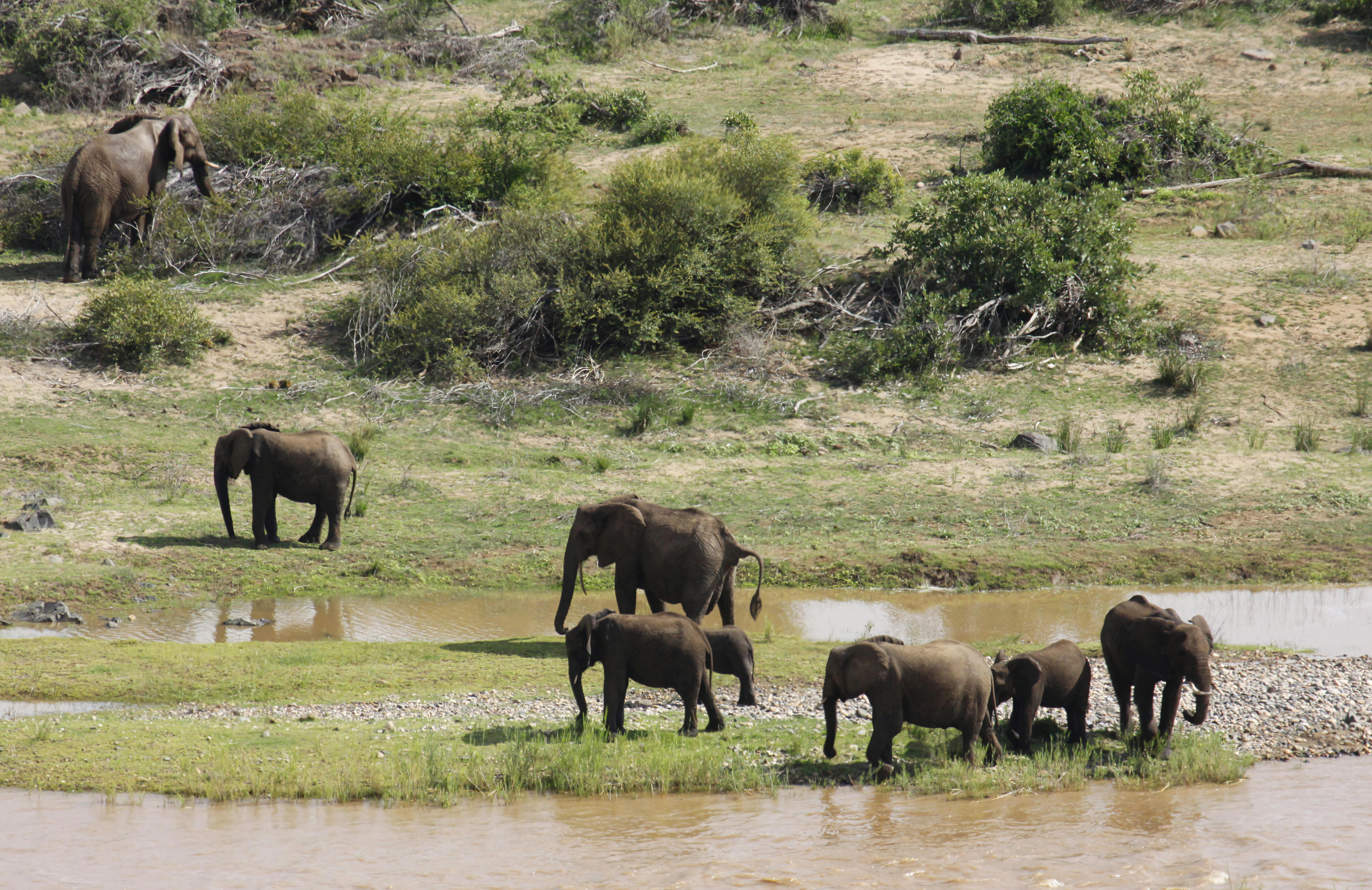 A herd of African elephants (Loxodonta africana) gathers at a watering hole in Kruger National Park, South Africa.