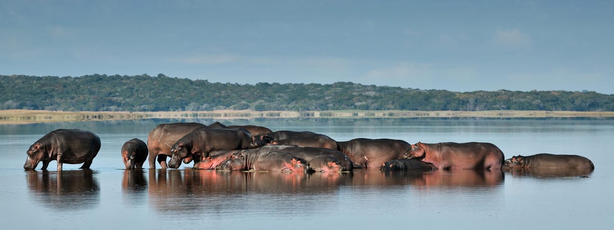 Hippos at Maputo Special Reserve, Mozambique
